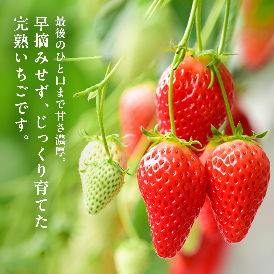 2026年1月上旬発送開始 】 完熟 かおり野 260g×2P 国産 いちご イチゴ