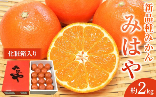 新品種みかん「みはや」約2kg（11～16玉入り） 化粧箱入り - 香川県