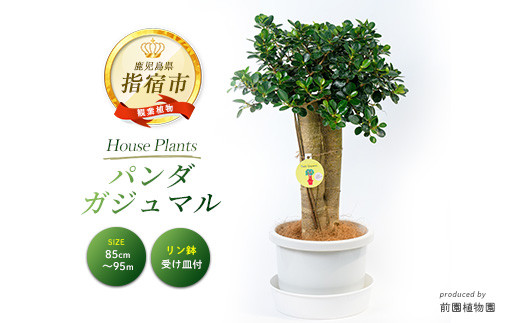 2026年1月中旬～発送【観葉植物】パンダガジュマル85cm～95cm リン鉢