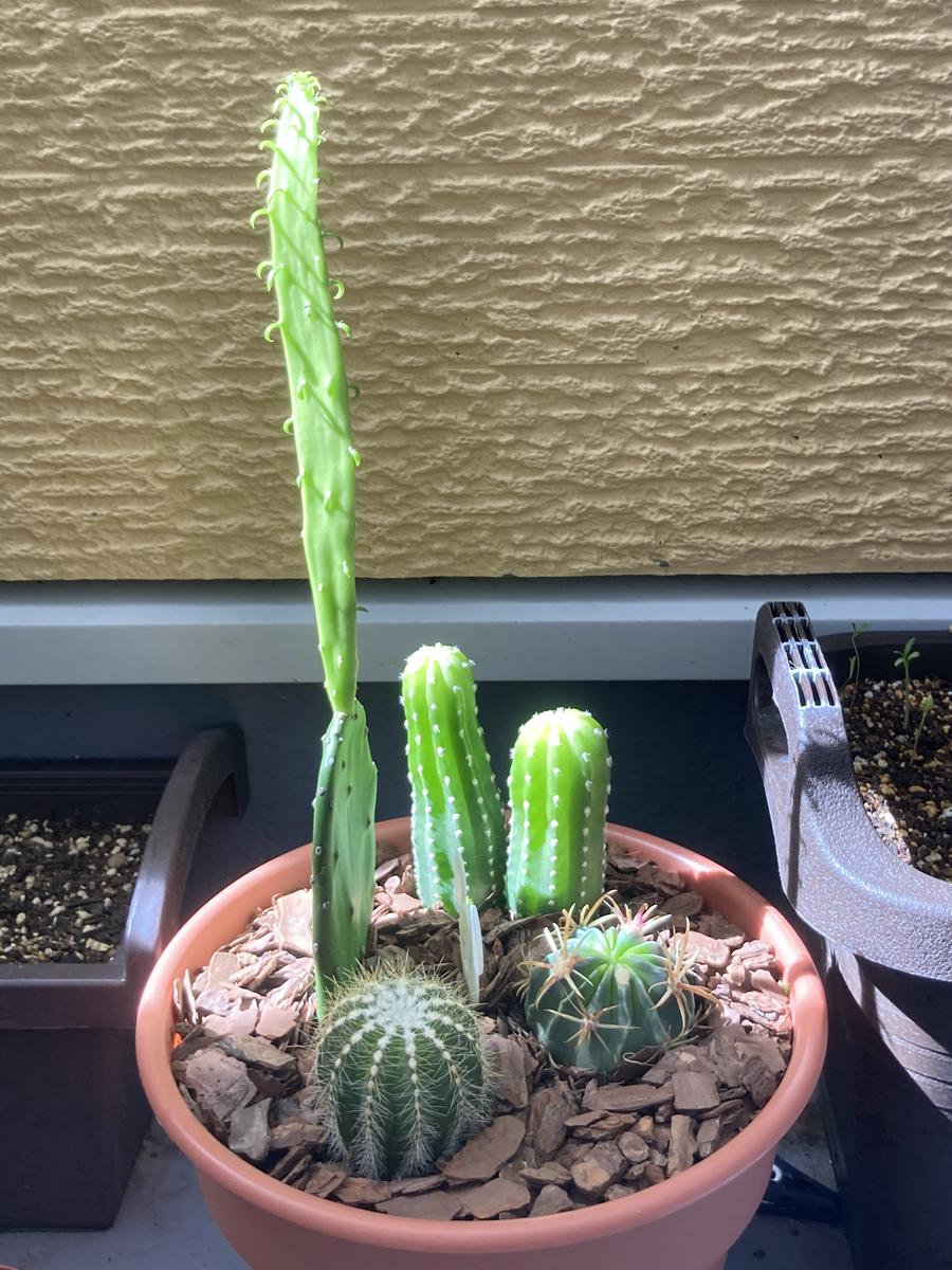 このサボテンは徒長していますか？一ヶ月ほど前にダイソーで｜園芸