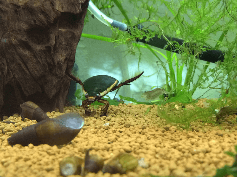 ゲンゴロウの生態、種類、飼い方 | Petpedia