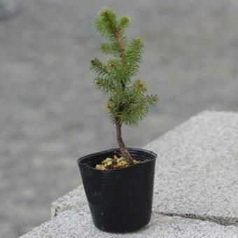 アカエゾマツ苗 2寸ポット - 岩崎園芸ネットストア