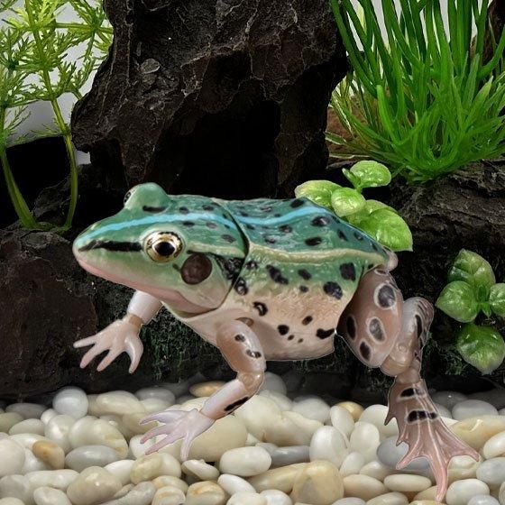 いきもの大図鑑アドバンス トノサマガエル トノサマガエル（オス、ブルー）