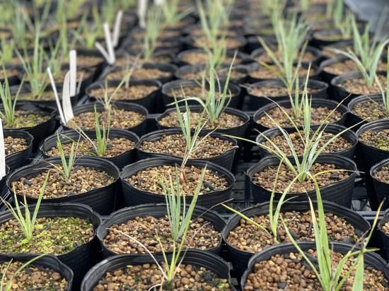 Yucca rigida ユッカ リギダ 1株 - アグリューム