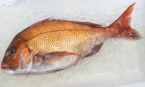 九州の天然真鯛（1kg前後）｜魚のプロ「おぎはら鮮魚店」通販ー博多で130年