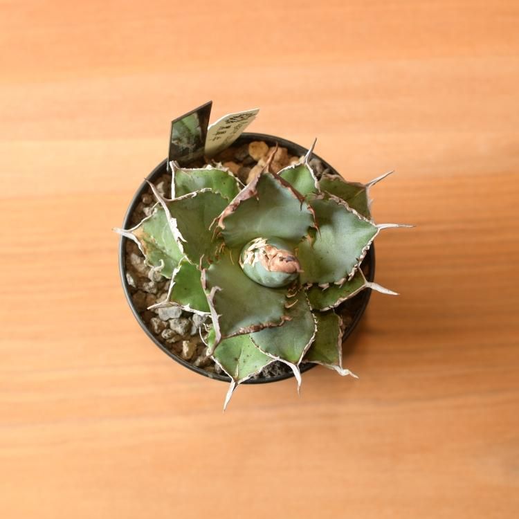 アガベ チタノタ 黒犀牛 台湾berlin産 - 観葉植物・生花・ドライ