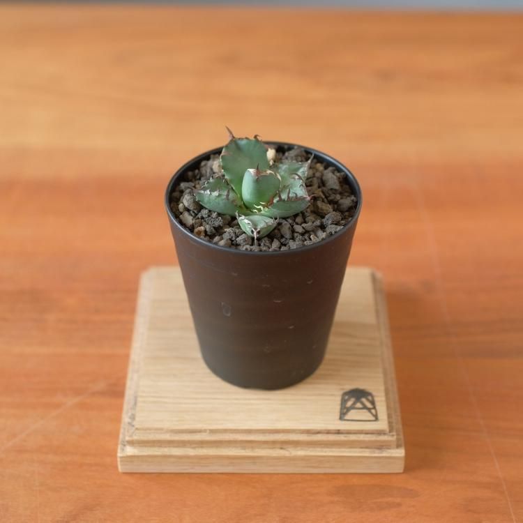 アガベ チタノタ 黒鯨 台湾lize産 子株2 - 観葉植物・生花・ドライ