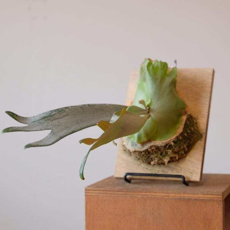 ビカクシダ ウィリンキー BC#A - 観葉植物・生花・ドライフラワー通販