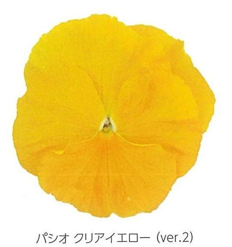 パシオ シリーズ - オガワのタネ オンラインショップ