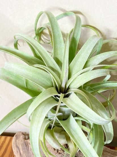 現品】チランジア・リーガルルネ T. Regal Rene (T. streptophylla X T