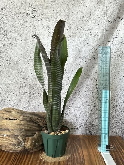 現品】ビルベルギア・オビワン Billbergia Obi-wan (Domingos Martins