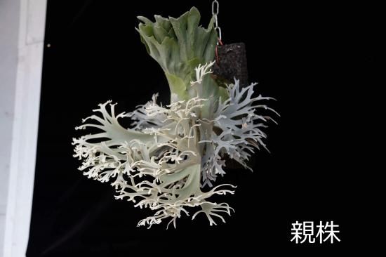 現品】ビカクシダ・ウィリンキー・O. M. G. 胞子培養 P. willinckii