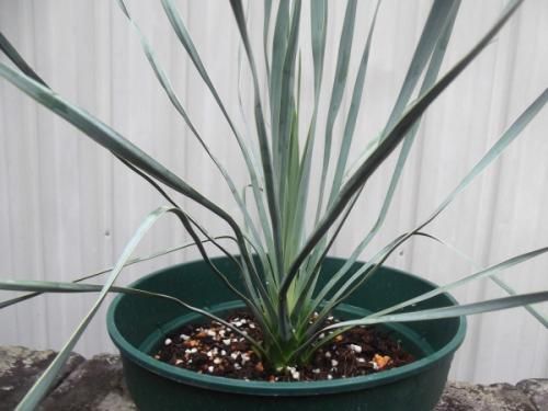 ユッカ・ロストラータ 7号 - 植物と暮らす m-plant