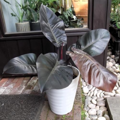 フィロデンドロン・ブラックカージナル 7号 - 植物と暮らす m-plant