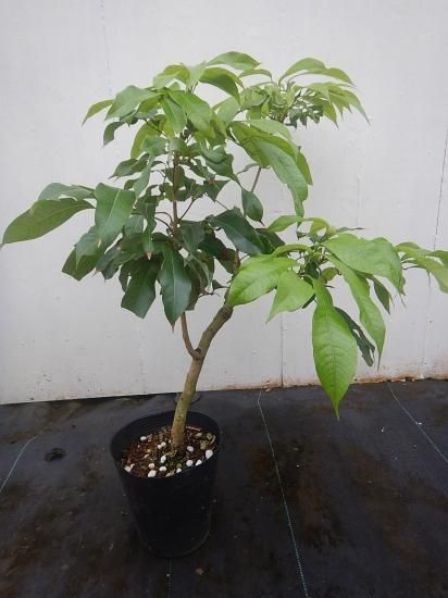 黒葉ライチ取り木苗 中苗 - 植物と雑貨のセレクトショップ・石垣島