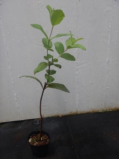 ピンクグァバ苗 - 植物と雑貨のセレクトショップ・石垣島・シャンティ