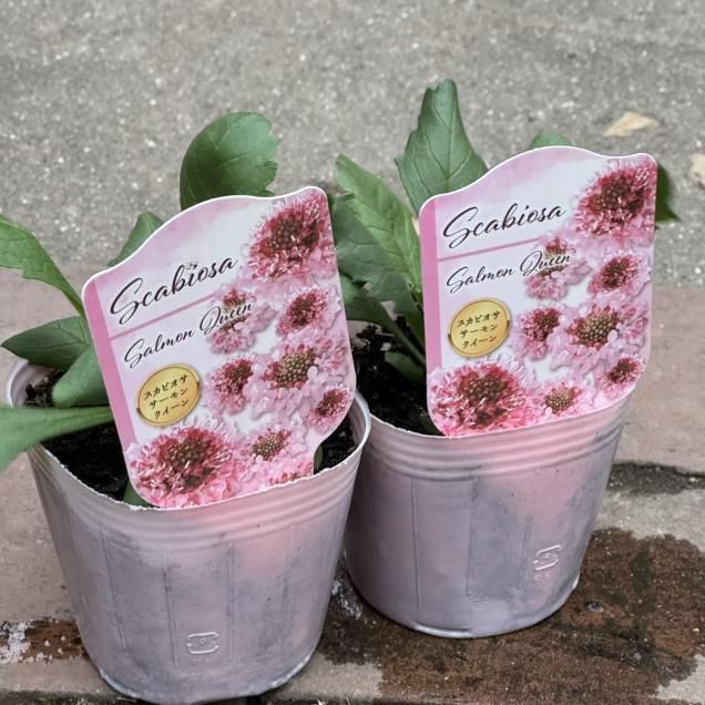 春に咲く草花シリーズ - 見元園芸webshop