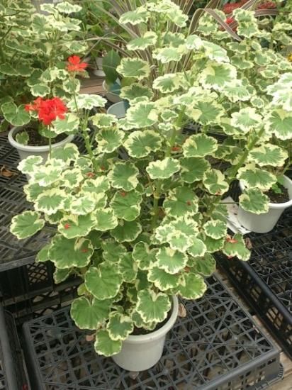 鉢花 【育てやすい植物超定番】 ゼラニウム 斑入り 5号鉢 - 花の館