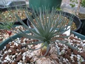 ゲチリス ナマクエンシス Gethyllis namaquensis 特大球現品限り