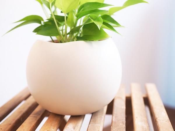 ポトス・ライムコンパクト セラミス植え 販売・通販［詳細ページ
