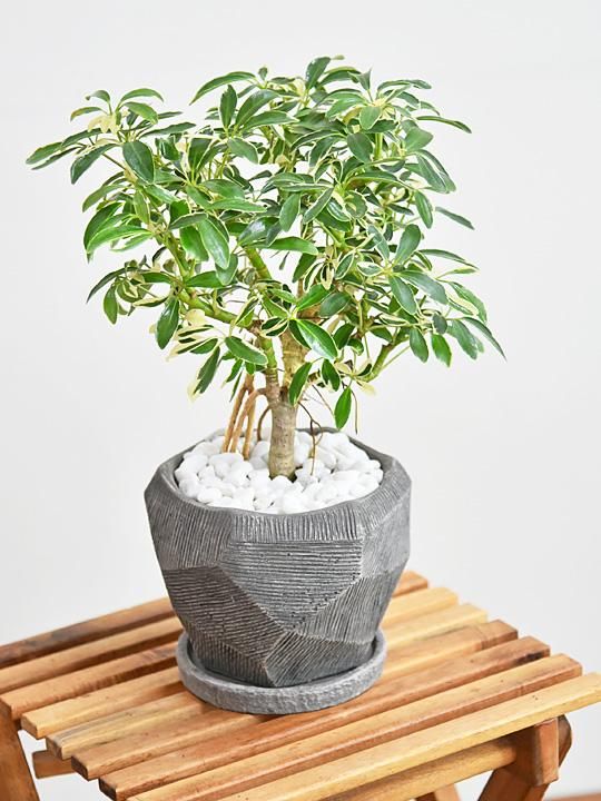 シェフレラ・ムーンドロップ 042301 販売・通販 ［詳細ページ］ *tree