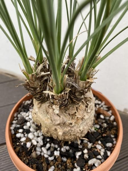 植物販売】陽春園植物場ネットショプ カリバナス・フーケリー