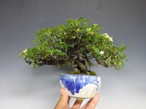 磯山椒 【 24 B ― 26 】 - 小品盆栽専門店 湘風園オンラインショップ
