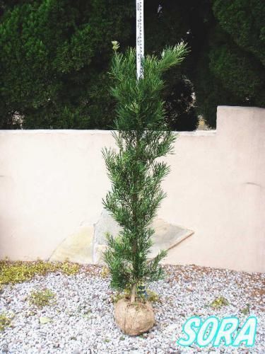 ラカンマキ 樹高H:1500mm - SORAの植木屋さん