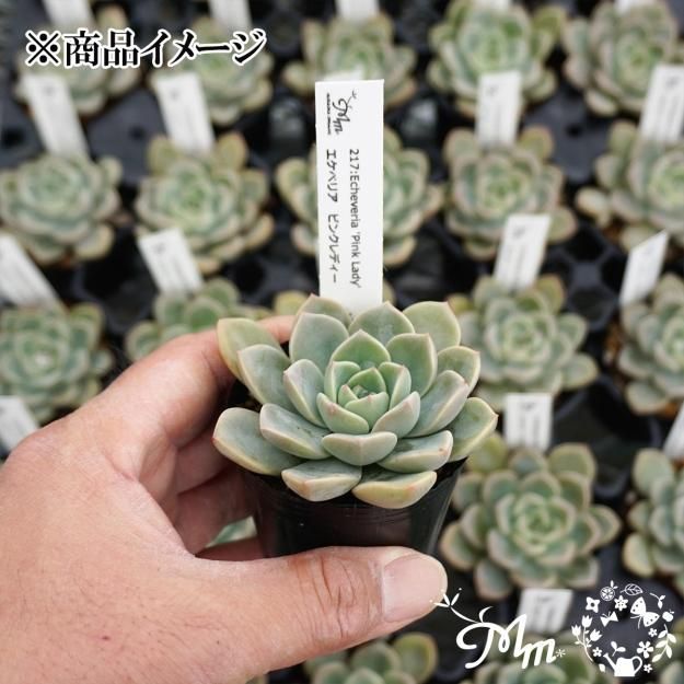 217:Echeveria Pink Lady(エケベリア ピンクレディー)6㎝ポット[多肉