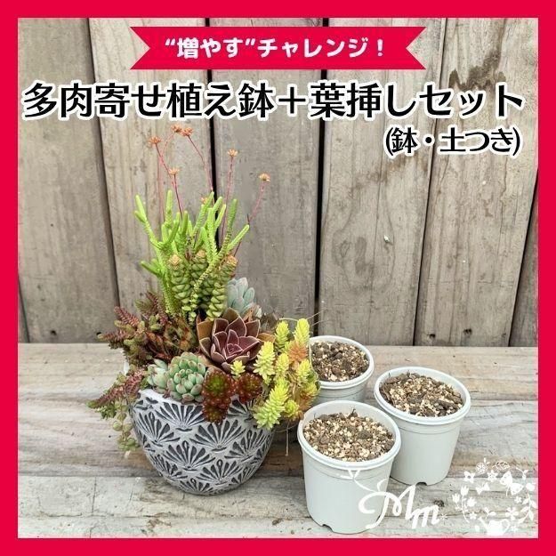 数量限定】ゆうきと一緒に増やそう！多肉植物寄せ植え鉢＋葉挿し