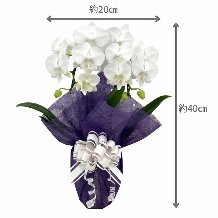 弔電(友禅和紙・西陣織)とミニ胡蝶蘭 白 2本立14輪以上セット