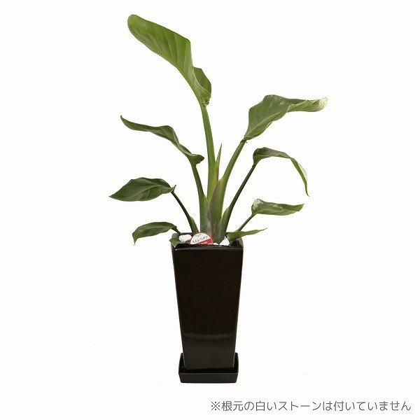 観葉植物 ストレリチア・オーガスタ6号(黒角陶器鉢・受け皿付き