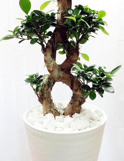 ガジュマル | 天使が宿る木 - 観葉植物・多肉植物の販売、通販│cocoha