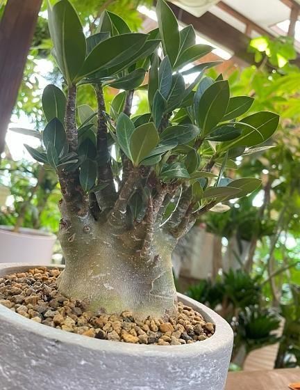 アデニウム・アラビカム | モンスター塊根植物 - 観葉植物専門店cocoha