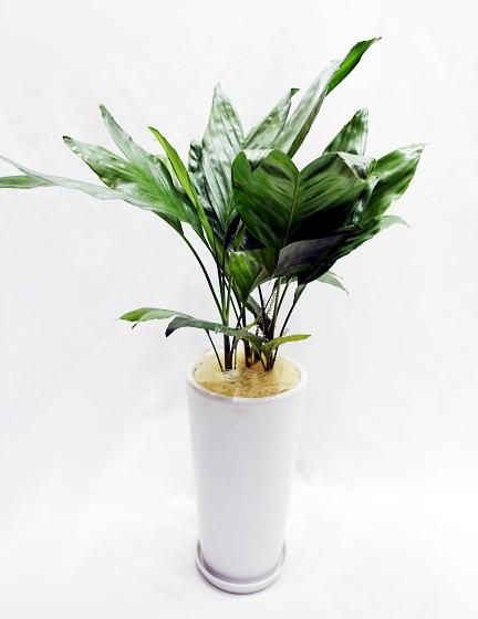 チャメドレア・テネラヤシ | ホワイトポット - 観葉植物・多肉植物の