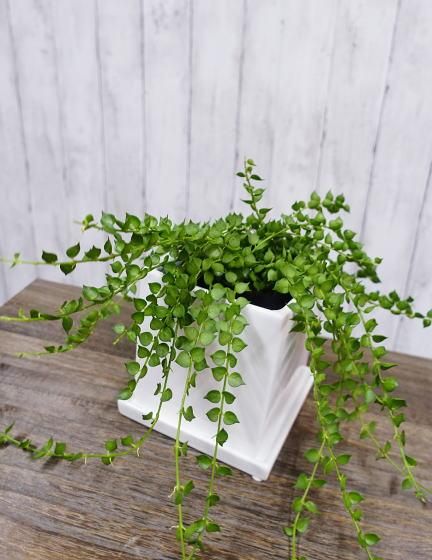 ディスキディア・ミリオンハート | 可愛い観葉植物 - 観葉植物・多肉