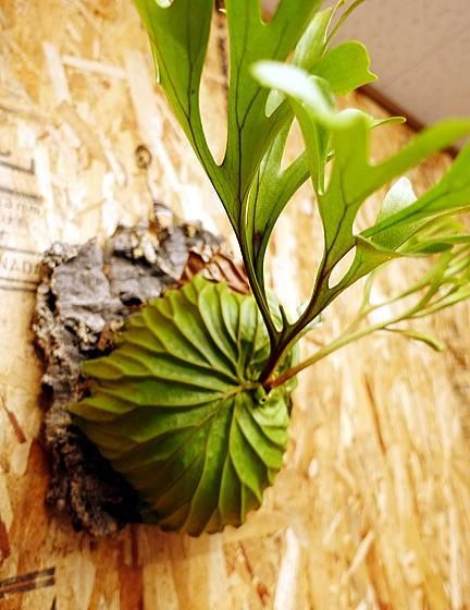 ビカクシダ リドレイ ワイルド 吊り下げ式 植物 ビカクシダ リドレイ