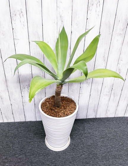 アガベ・アテナータ | ホワイト鉢セット - 観葉植物・多肉植物の販売