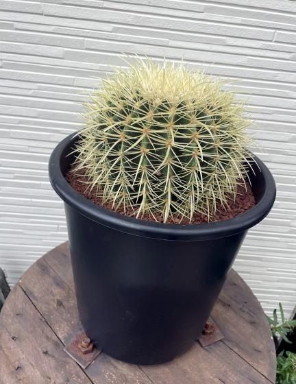 金鯱サボテン | 観葉植物 - 観葉植物・多肉植物の販売、通販│cocoha