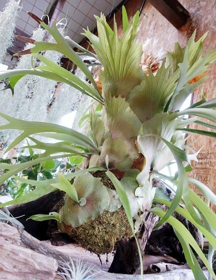 巨大コウモリラン（ビカクシダ）流木仕立て | 1点もの - 観葉植物