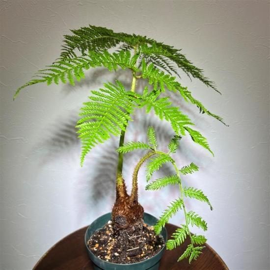 ヘゴ 超特大株 シダ植物 Cyathea ヘゴ 超特大株 シダ植物 Cyathea｜ヘゴ