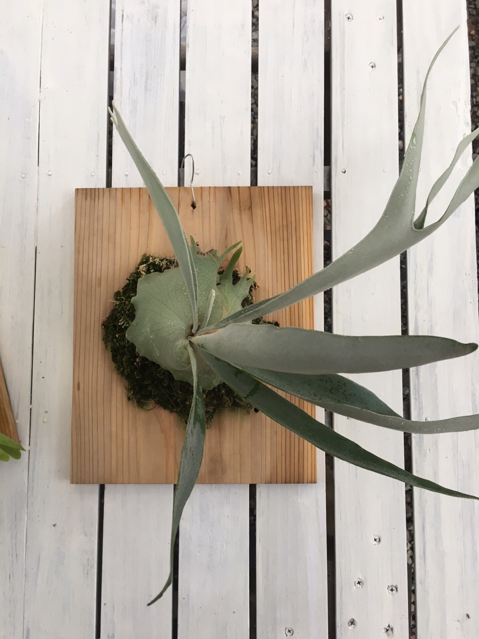 ビカクシダ・ビーチーのコルク付けから5カ月後。≪P.veitchii4年目