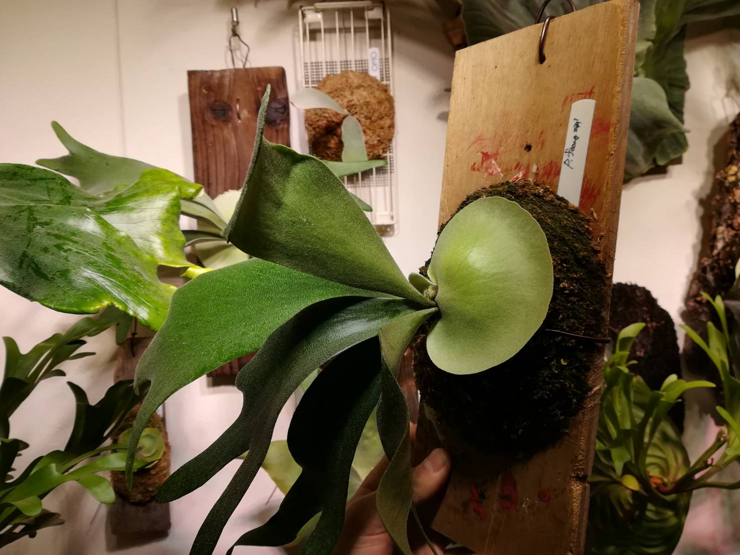 P.foong siqiのメリクロン株、板付から2か月後。