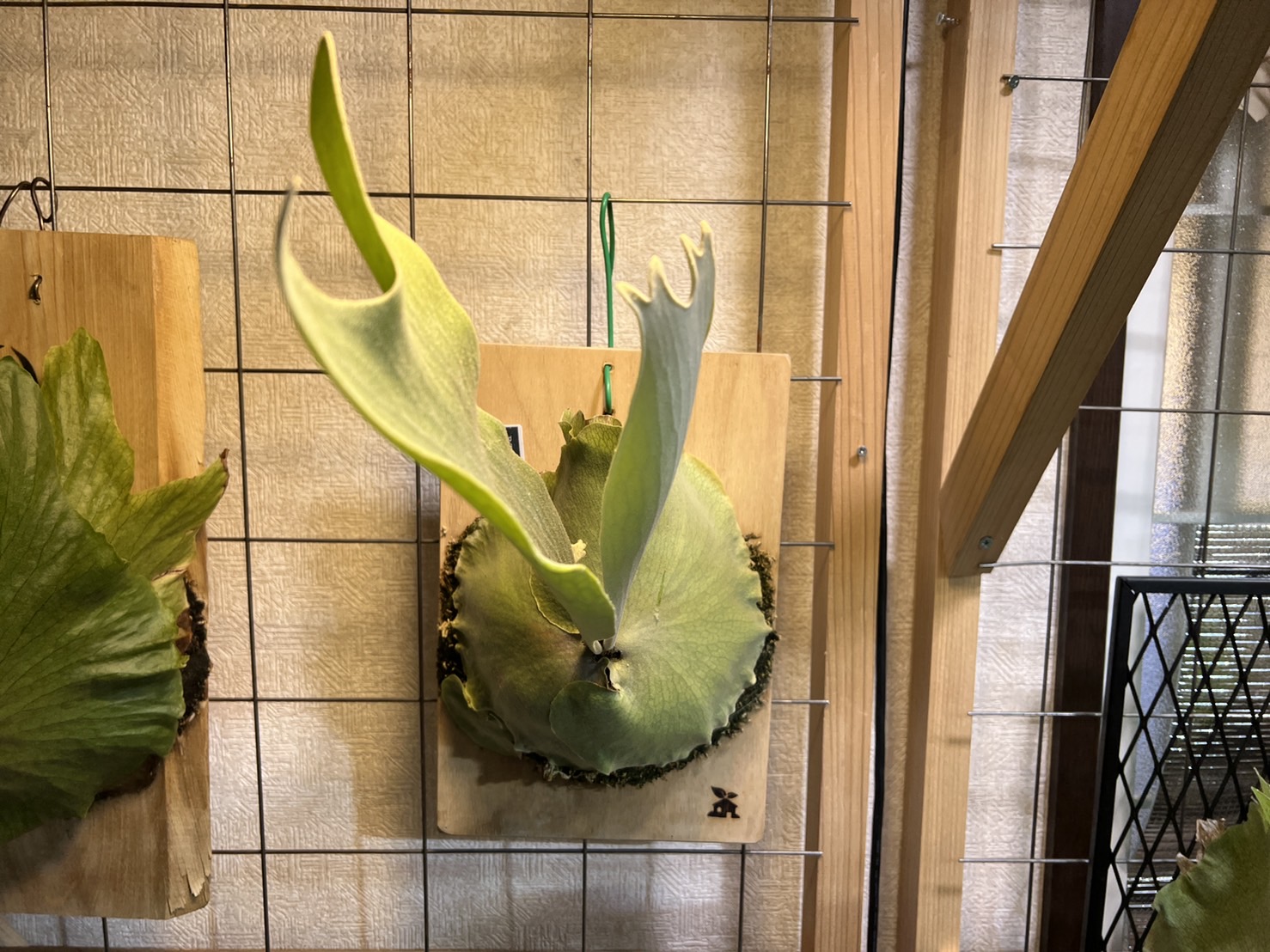 P.Tonkla DW'Shine Gloria'の1年後。