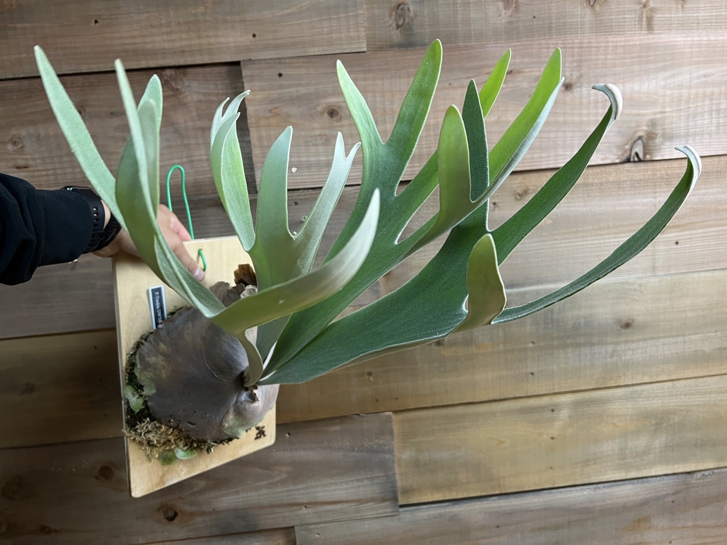 立ち上がる白ビ。P.Tonkla DW'Shine Gloria'