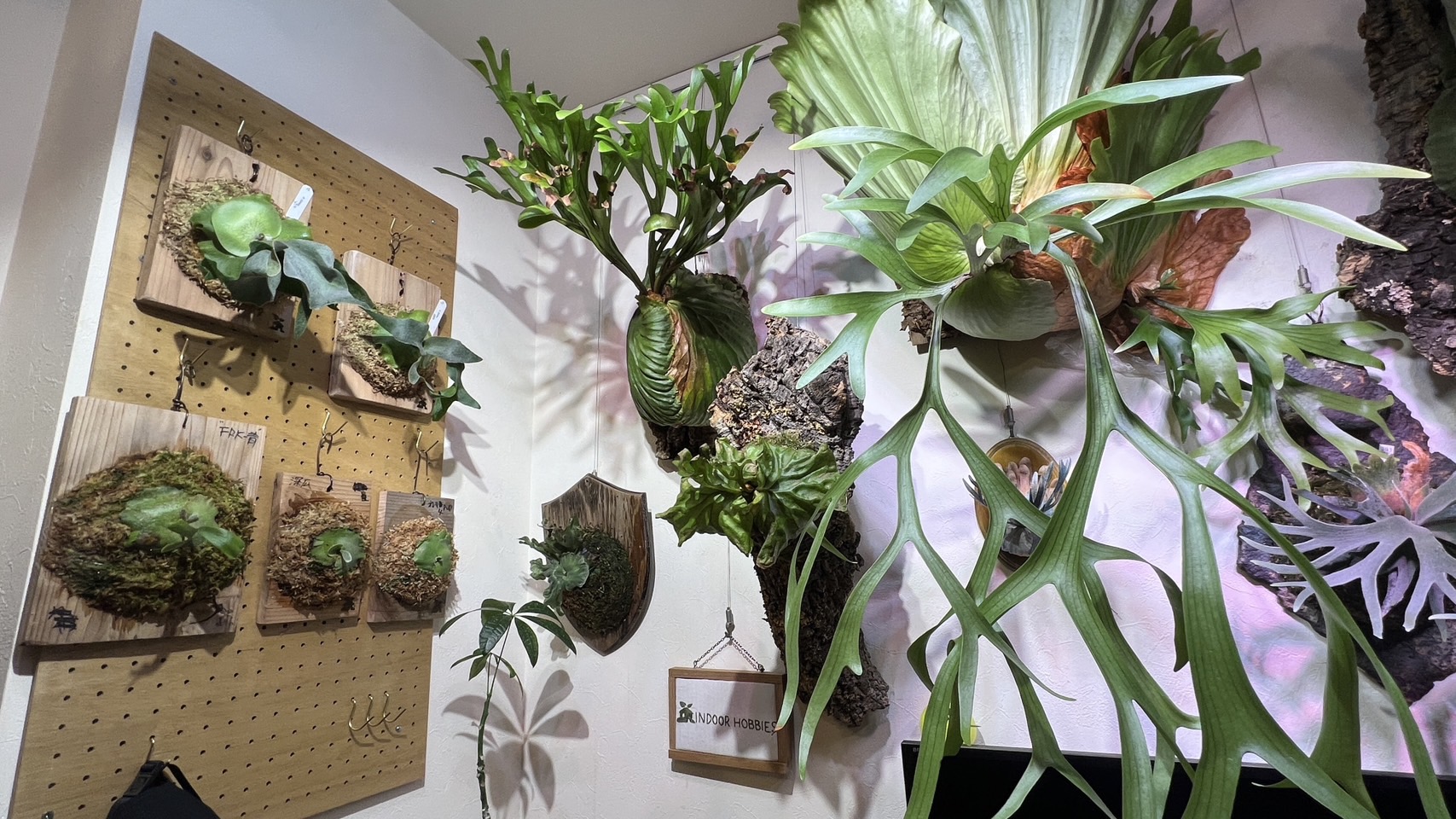 有孔ボードでビカクシダを飾る。