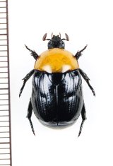 ベトナムのコガネムシ Scarabaeidae of VIETNAM - Insect Islands 〜南