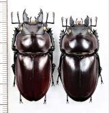 クワガタムシ Japanese Lucanidae - Insect Islands 〜南の島の昆虫