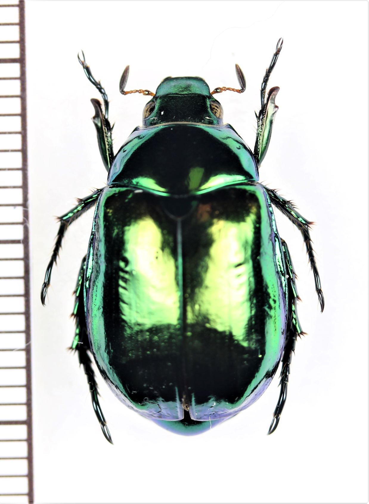コガネムシの一種 Mimela sp. ♀ ベトナム北東部 - Insect Islands