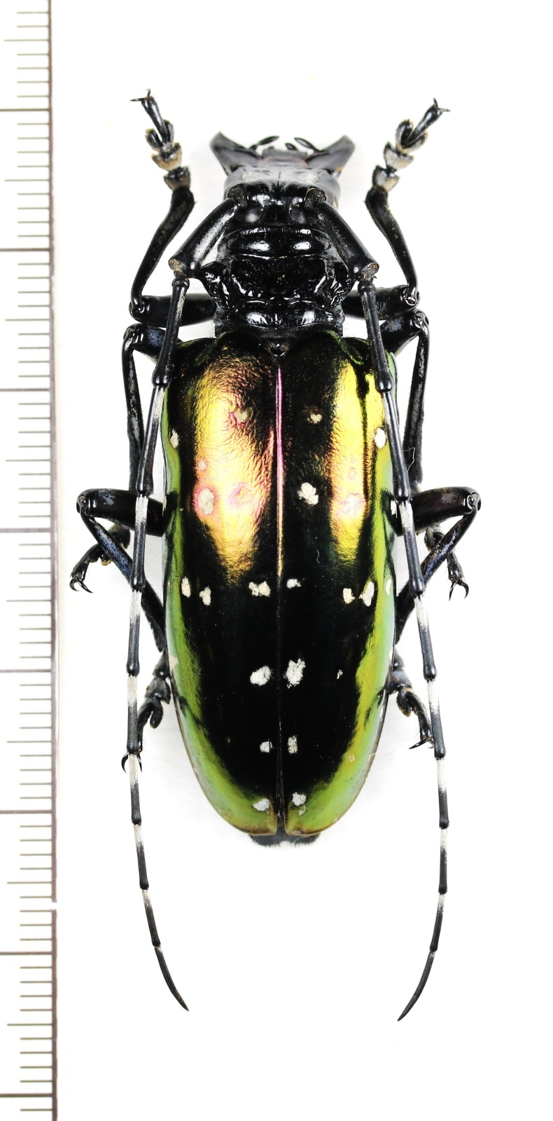 カミキリムシの一種 Anoplophora tonkinea ♀50mm ベトナム北東部